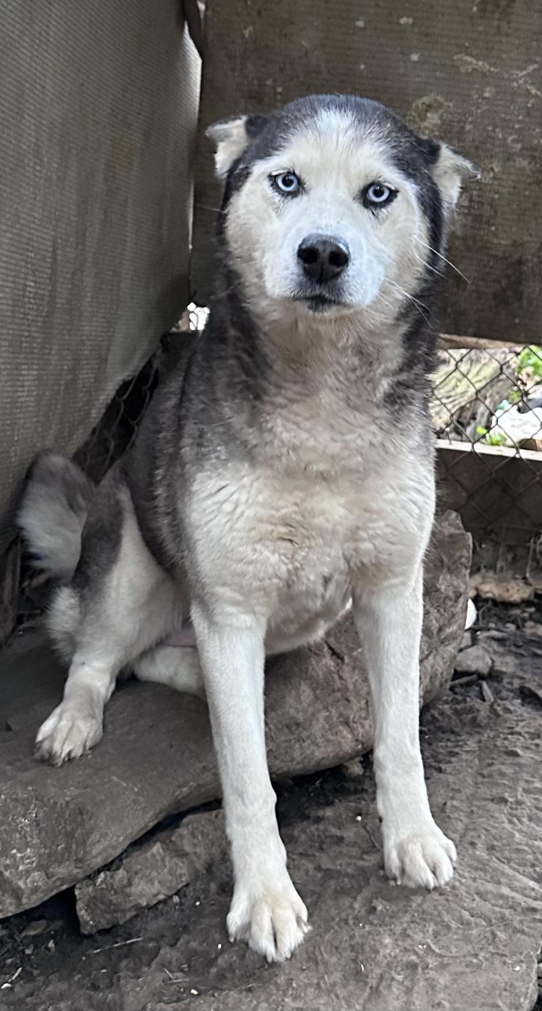 Enlarge Scarlet, a Adoptable Husky in Virginia Beach, VA image 6/6