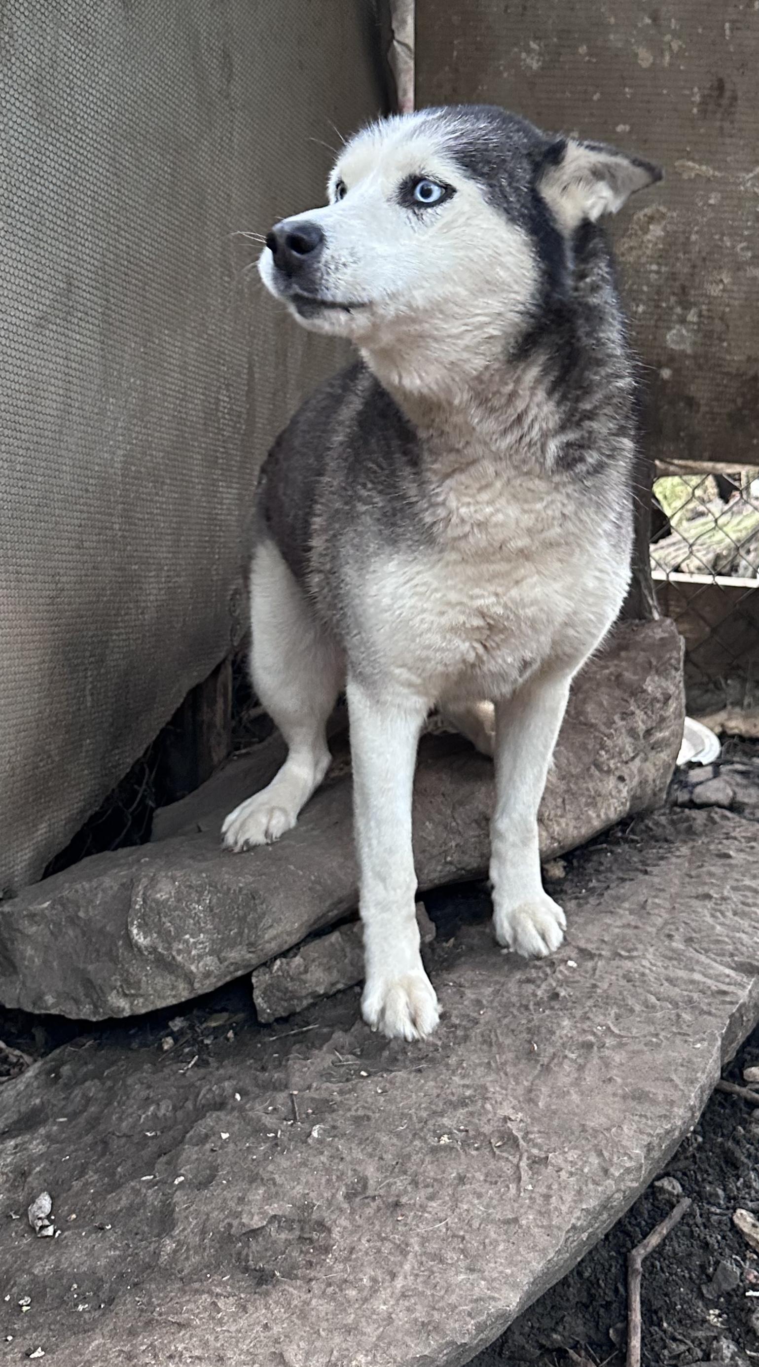 Enlarge Scarlet, a Adoptable Husky in Virginia Beach, VA image 5/6