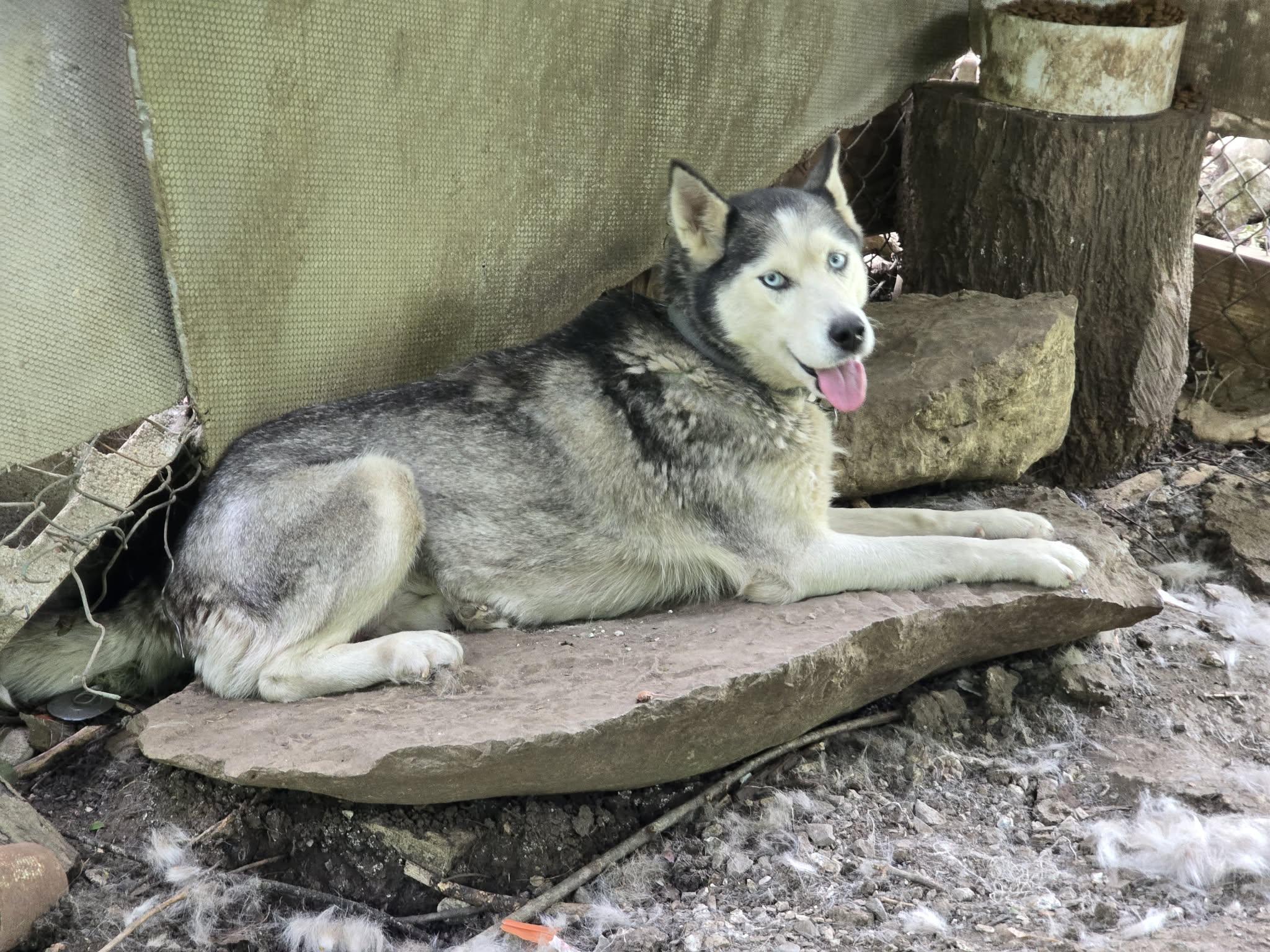 Enlarge Scarlet, a Adoptable Husky in Virginia Beach, VA image 2/6