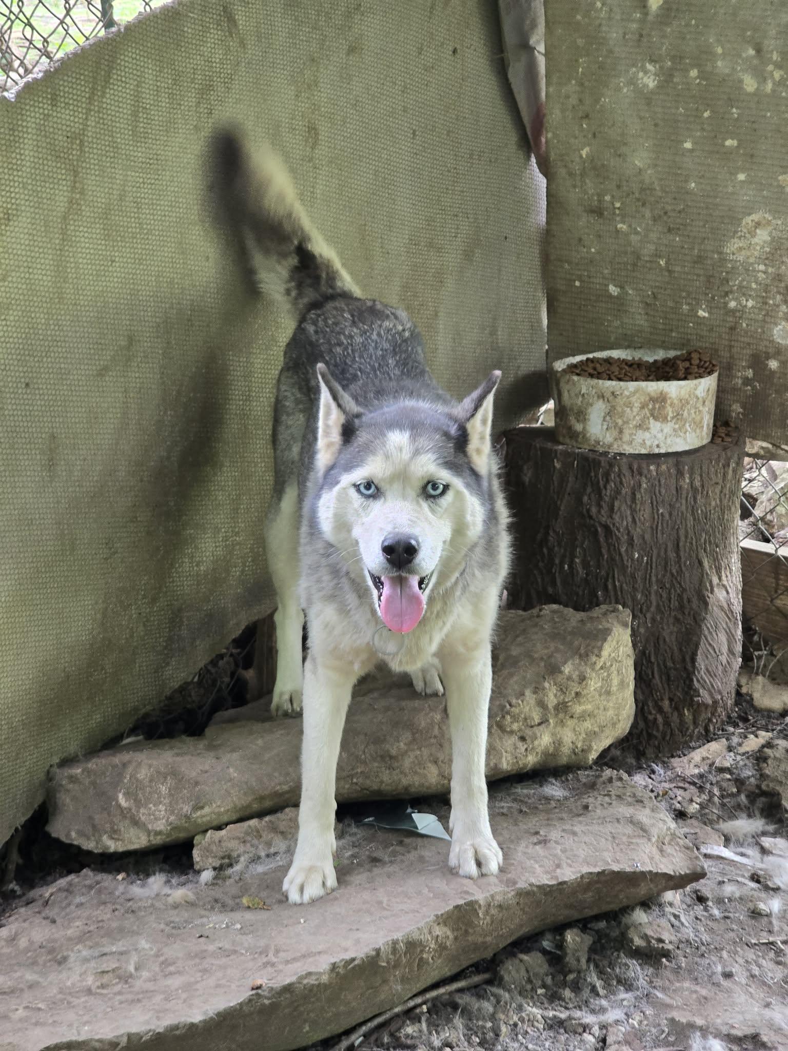Enlarge Scarlet, a Adoptable Husky in Virginia Beach, VA image 3/6