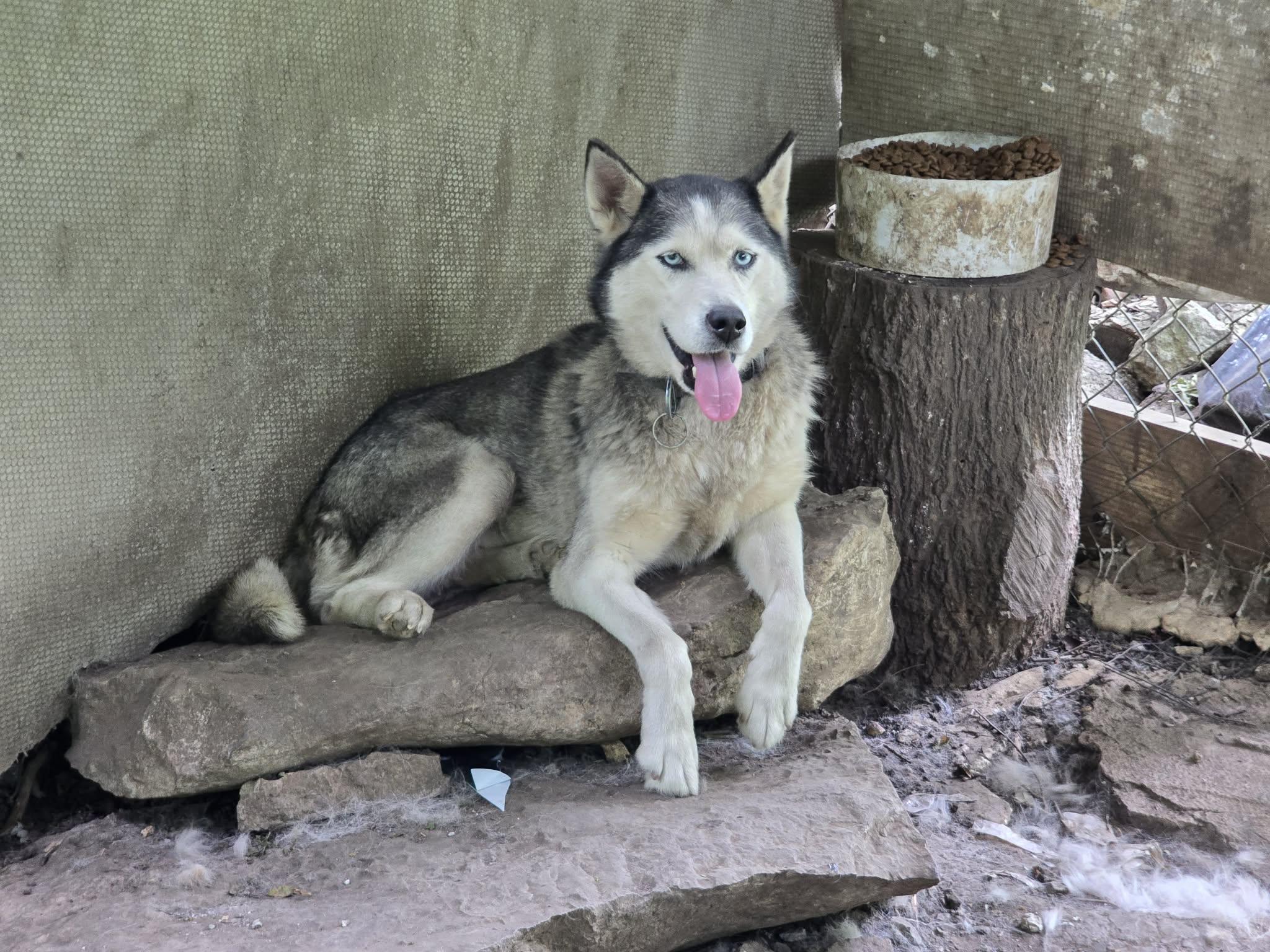 Enlarge Scarlet, a Adoptable Husky in Virginia Beach, VA image 4/6
