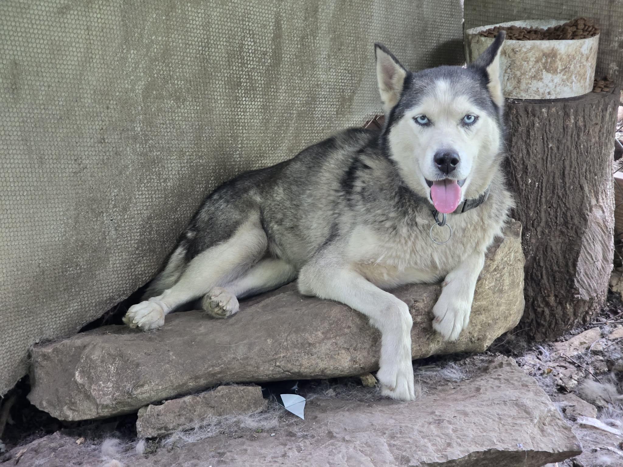 Enlarge Scarlet, a Adoptable Husky in Virginia Beach, VA image 1/6