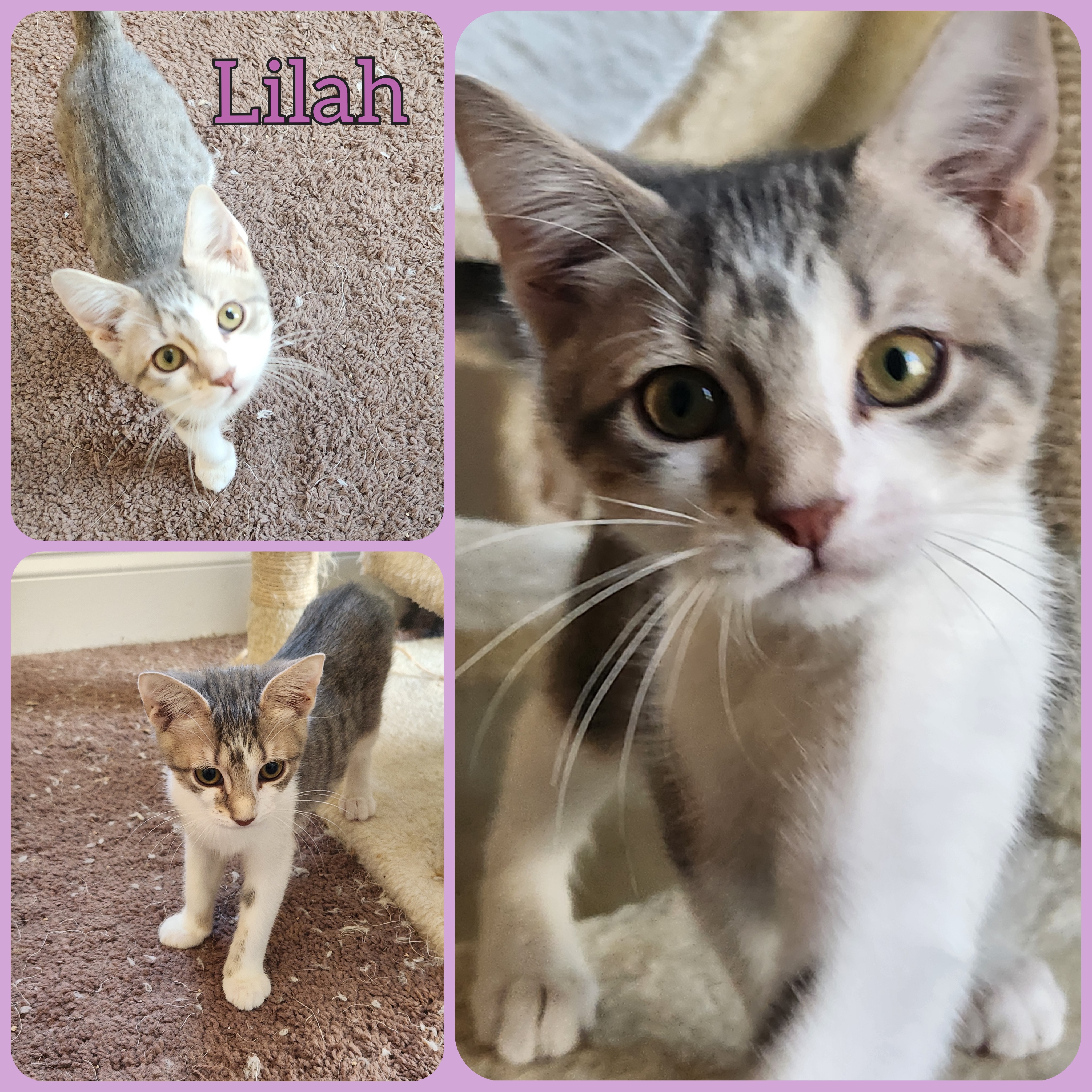 Lilah (The Ladies Litter), an adopted Domestic Short Hair Mix in Baltimore, MD_image-1
