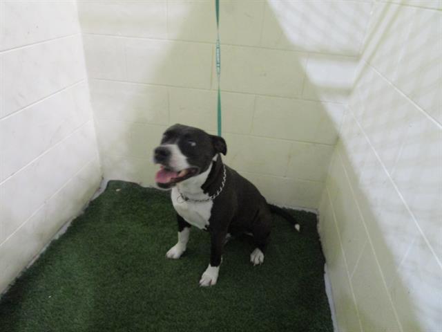 Enlarge A1259083, a Adoptable American Bulldog in Winter Haven, FL image 1/1