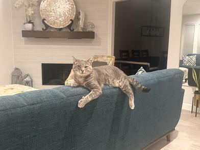 Mochi, Adult Male Domestic Short Hair