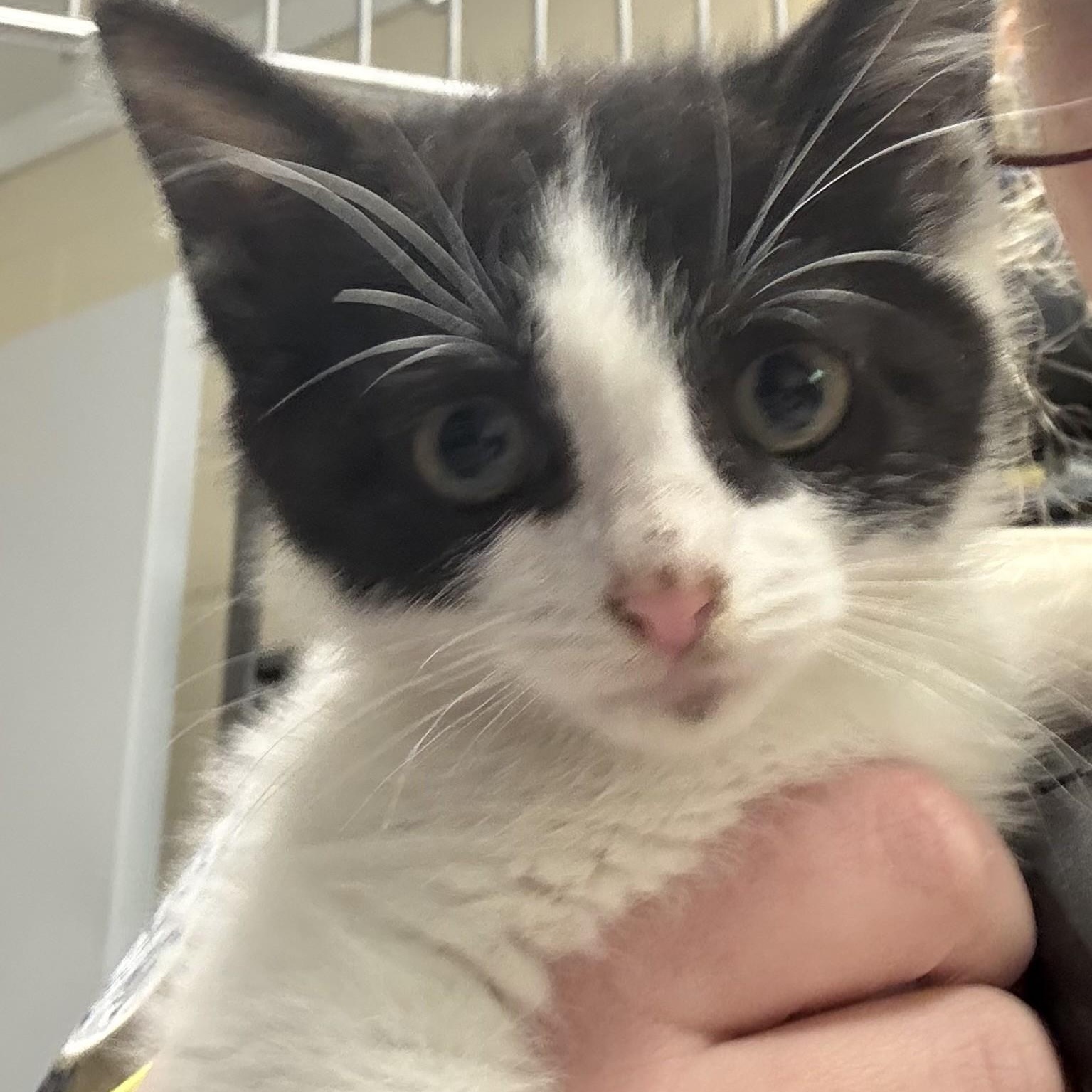 Enlarge Finley, a ADOPTABLE Domestic Short Hair in Elberon, VA image 1/1