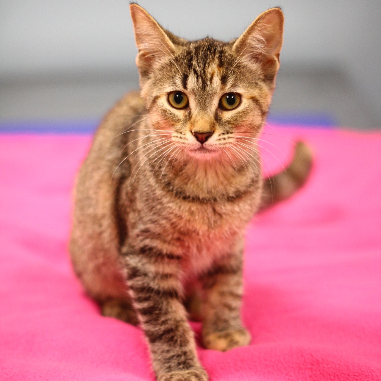 Enlarge Dumpling, a Adopted Domestic Short Hair in Toledo, OH image 1/3