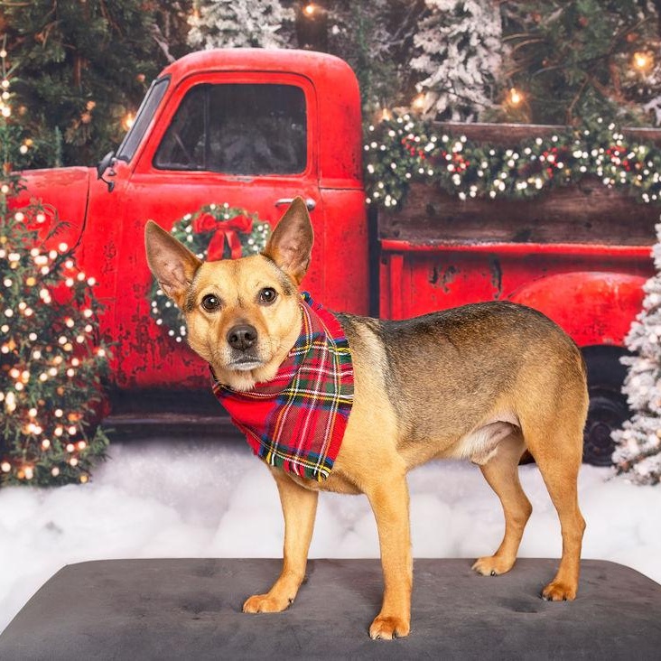 Enlarge BRODY, a Adoptable mixed breed in Flower Mound, TX image 6/6