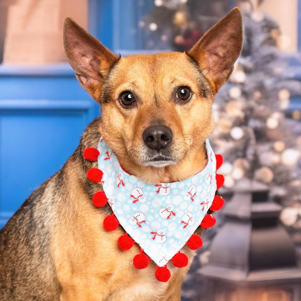 BRODY, Adoptable, Adult Male Cattle Dog.