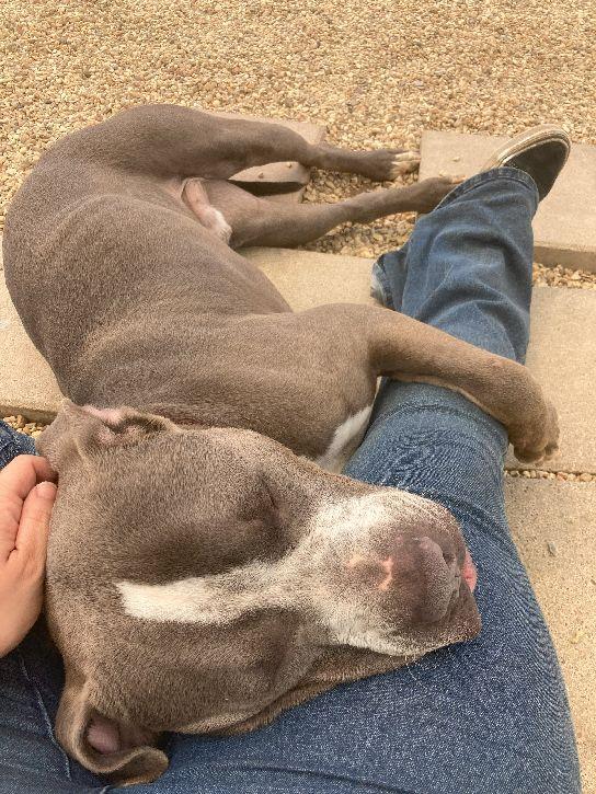 Rocco, a Adoptable Pit Bull Terrier in Lafayette, LA image 4/6