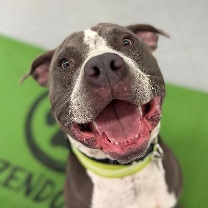 Rocco, a Adoptable Pit Bull Terrier in Lafayette, LA image 1/6