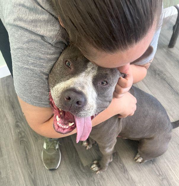 Rocco, a Adoptable Pit Bull Terrier in Lafayette, LA image 3/6