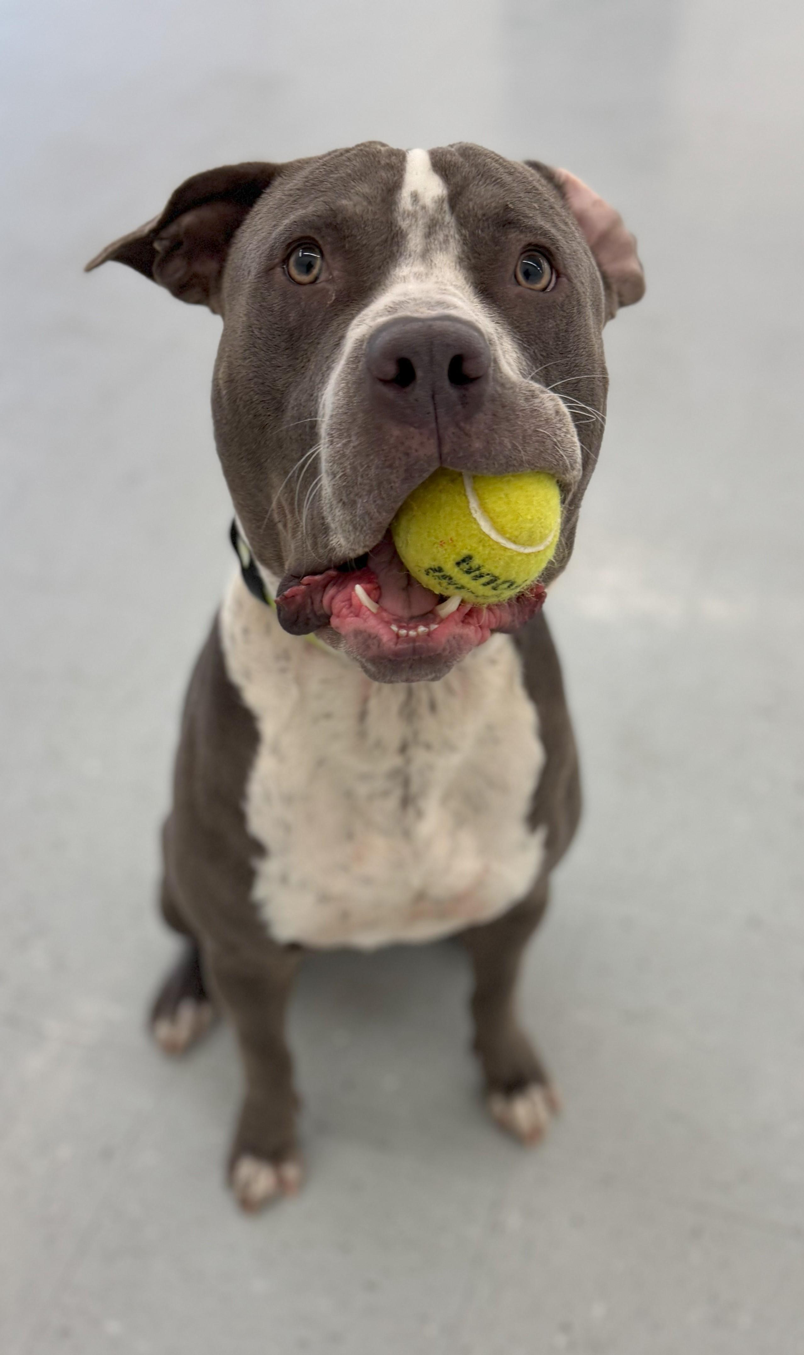 Rocco, a Adoptable Pit Bull Terrier in Lafayette, LA image 5/6