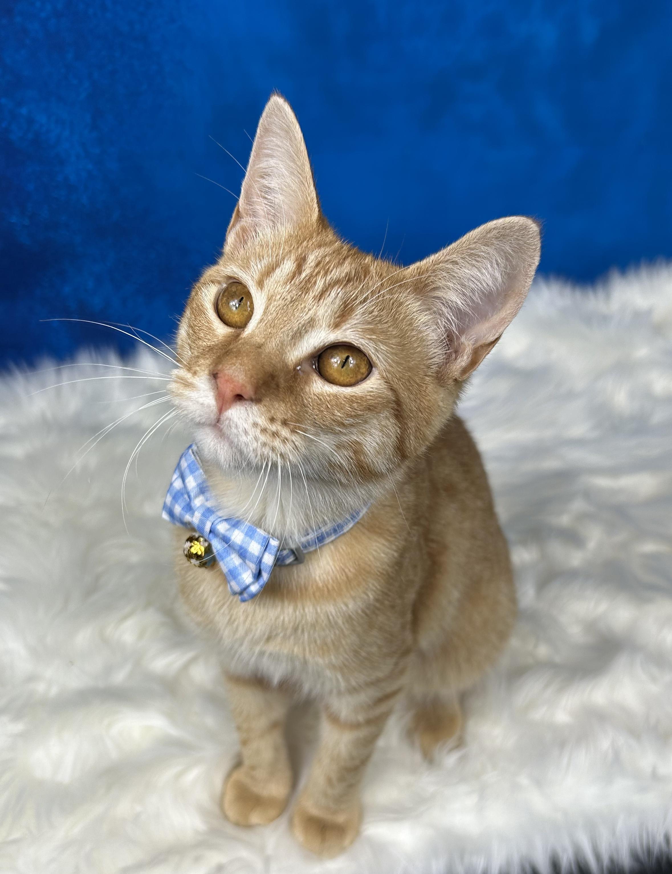 Range Rover, an adopted Domestic Short Hair in Webster, TX image 2/6