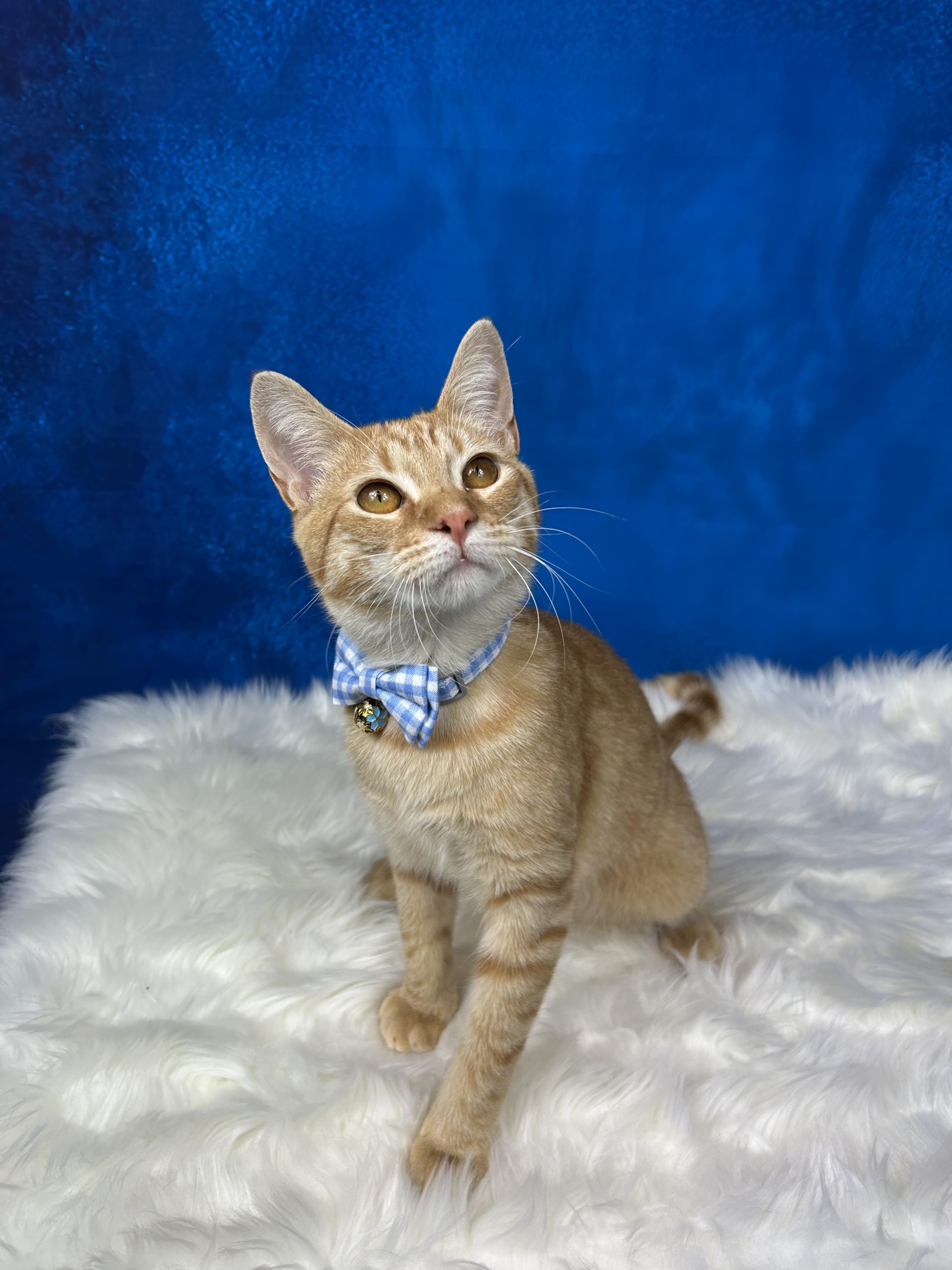 Range Rover, an adopted Domestic Short Hair in Webster, TX image 4/6
