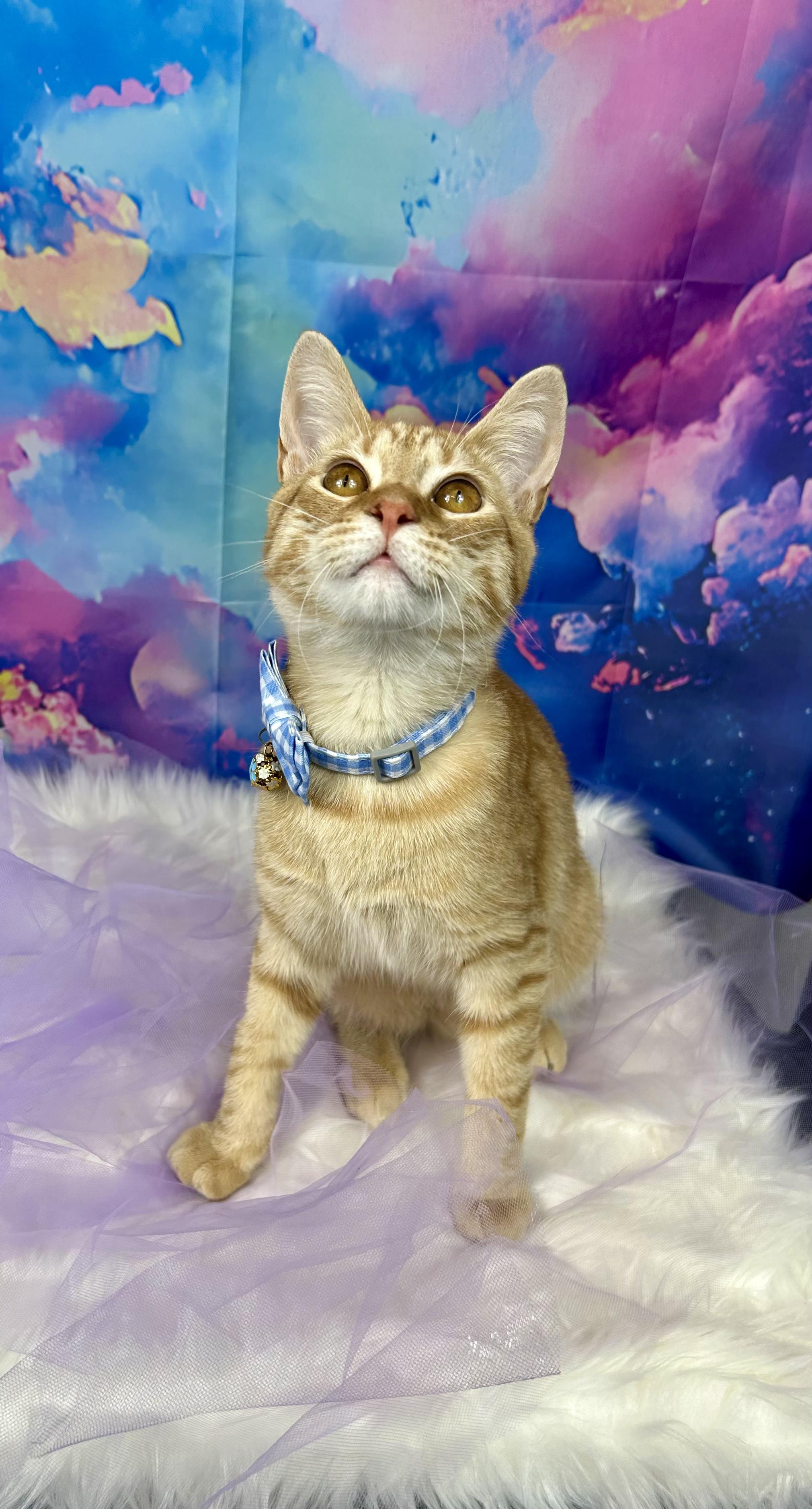 Range Rover, an adopted Domestic Short Hair in Webster, TX image 3/6