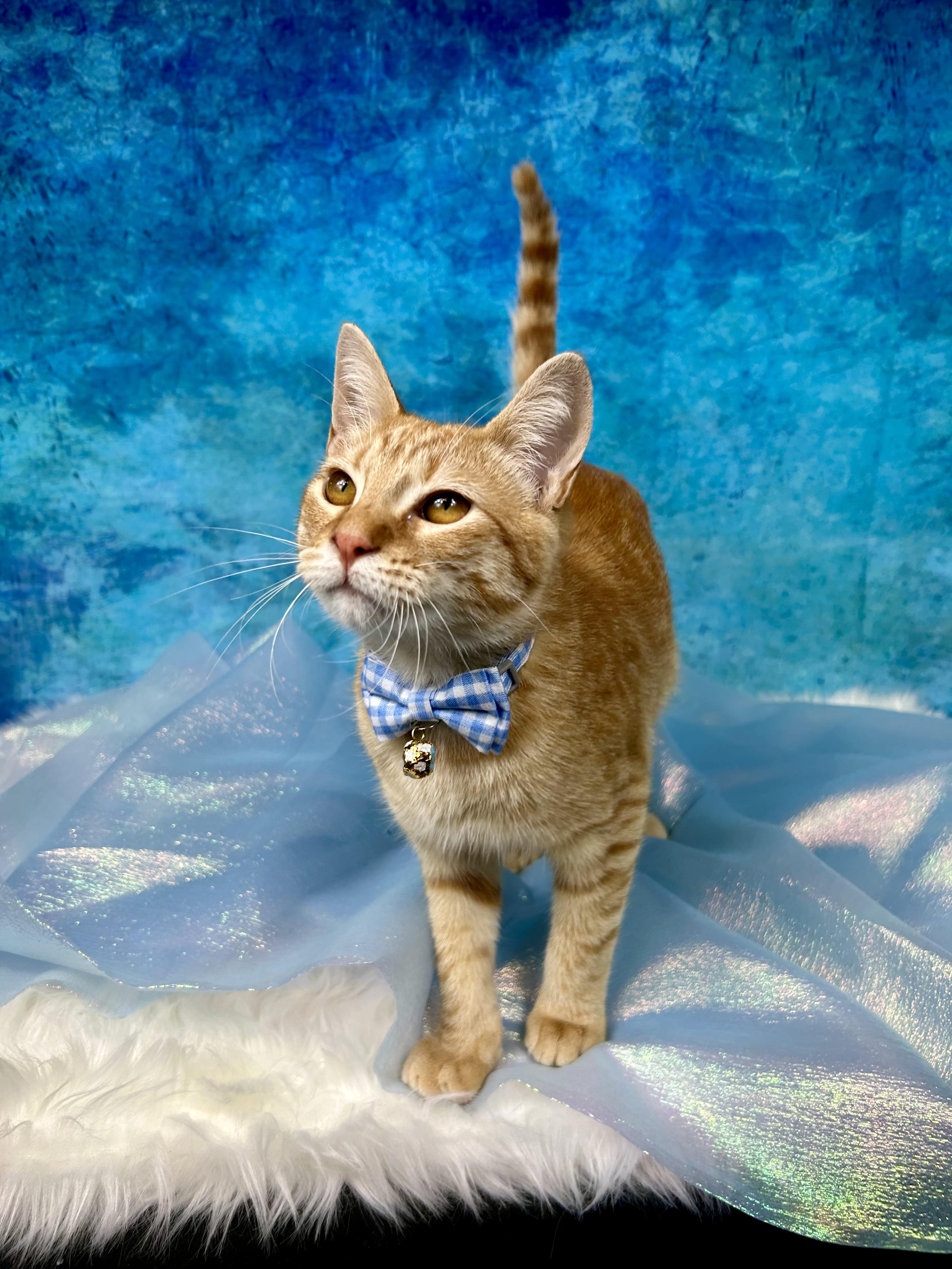 Range Rover, an adopted Domestic Short Hair in Webster, TX image 1/6