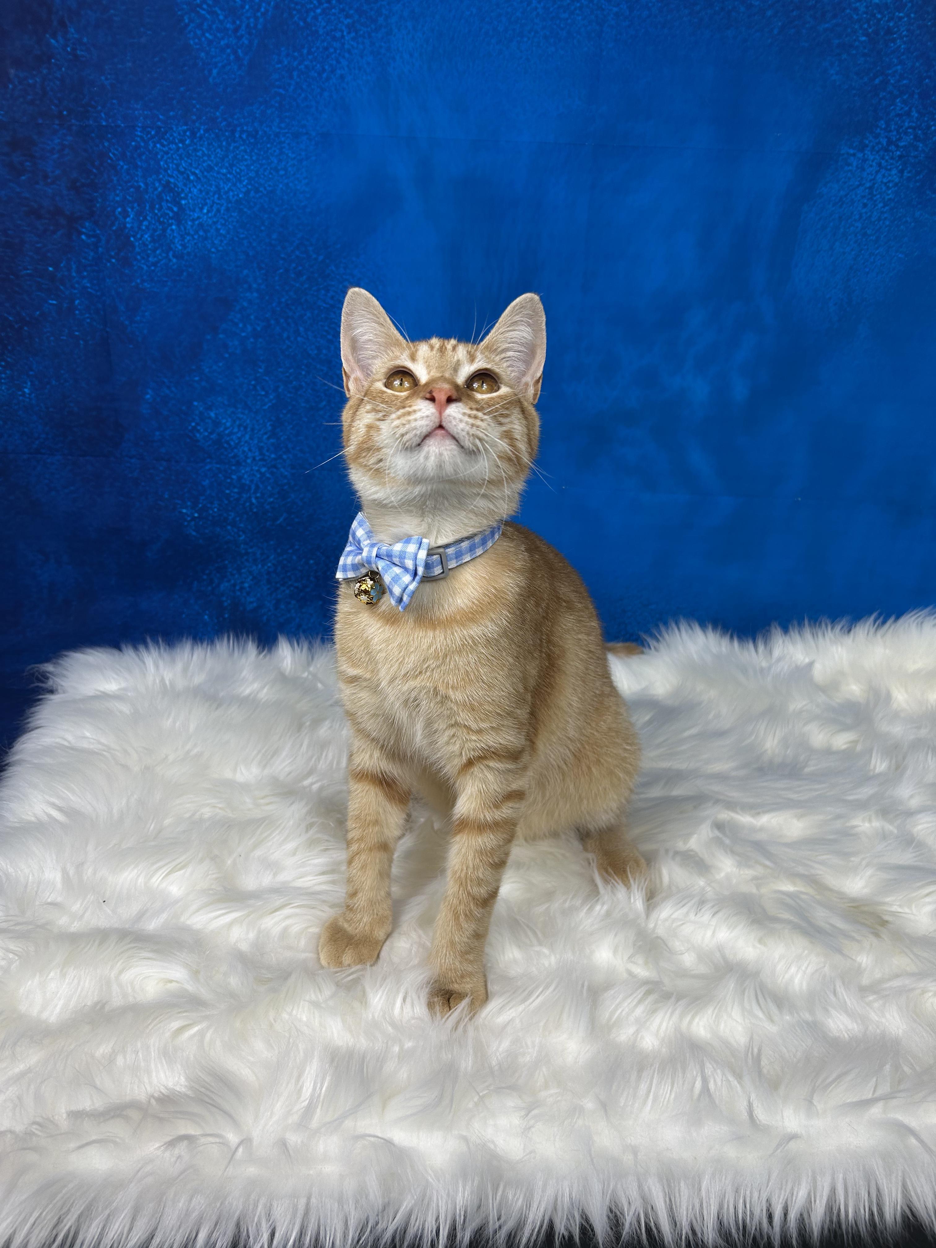 Range Rover, an adopted Domestic Short Hair in Webster, TX image 6/6