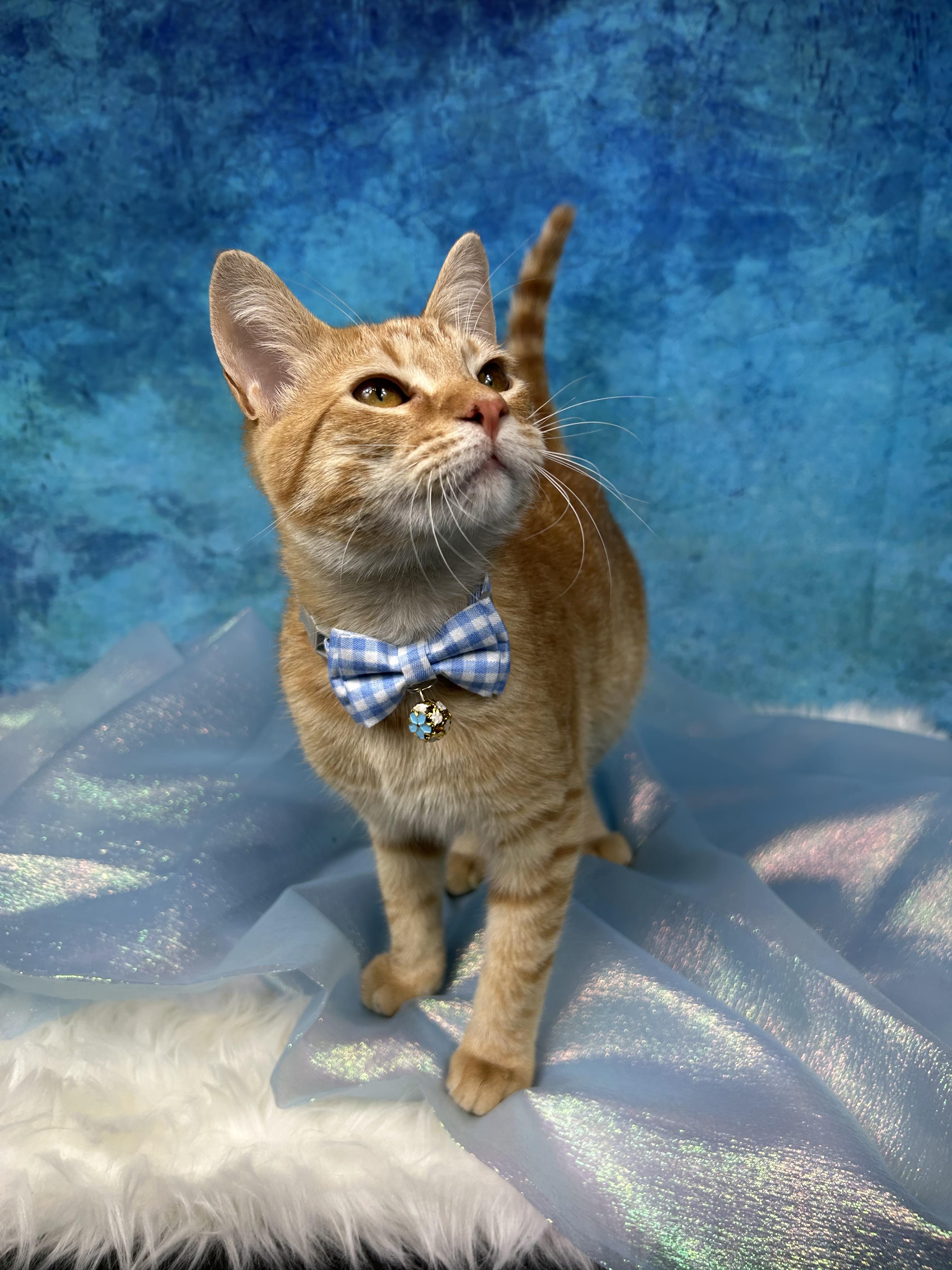 Range Rover, an adopted Domestic Short Hair in Webster, TX image 5/6