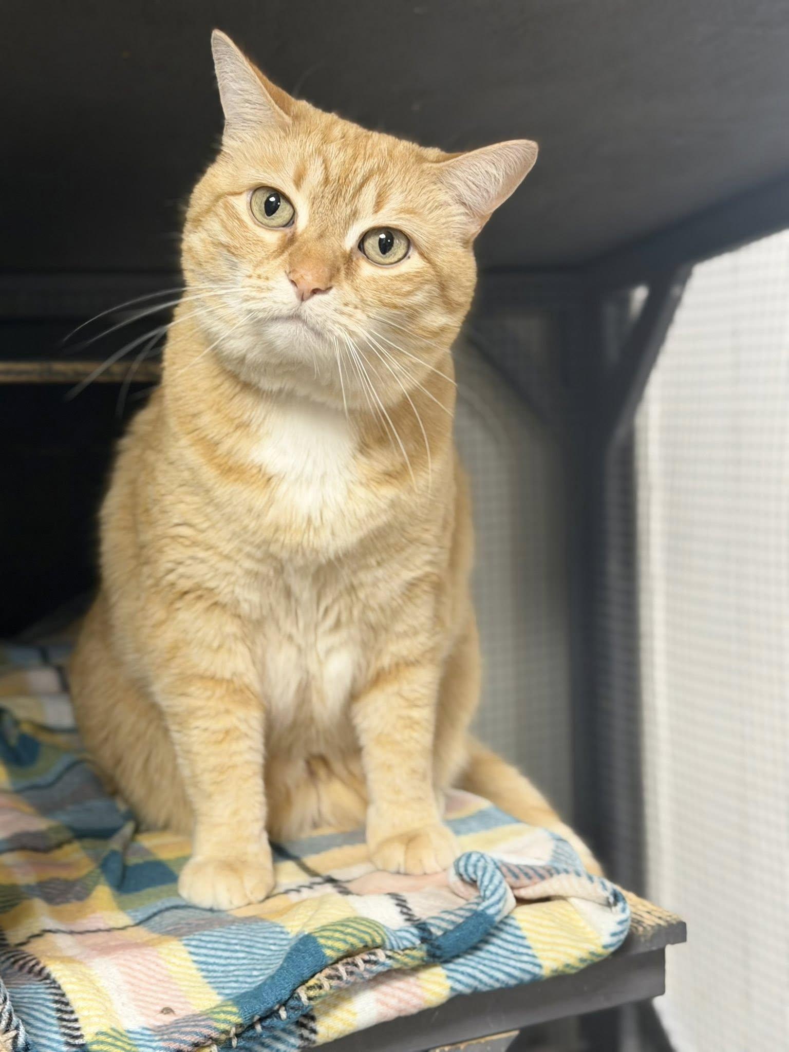 Enlarge Georgia Peach , a ADOPTABLE Domestic Short Hair in Erie, PA image 2/4
