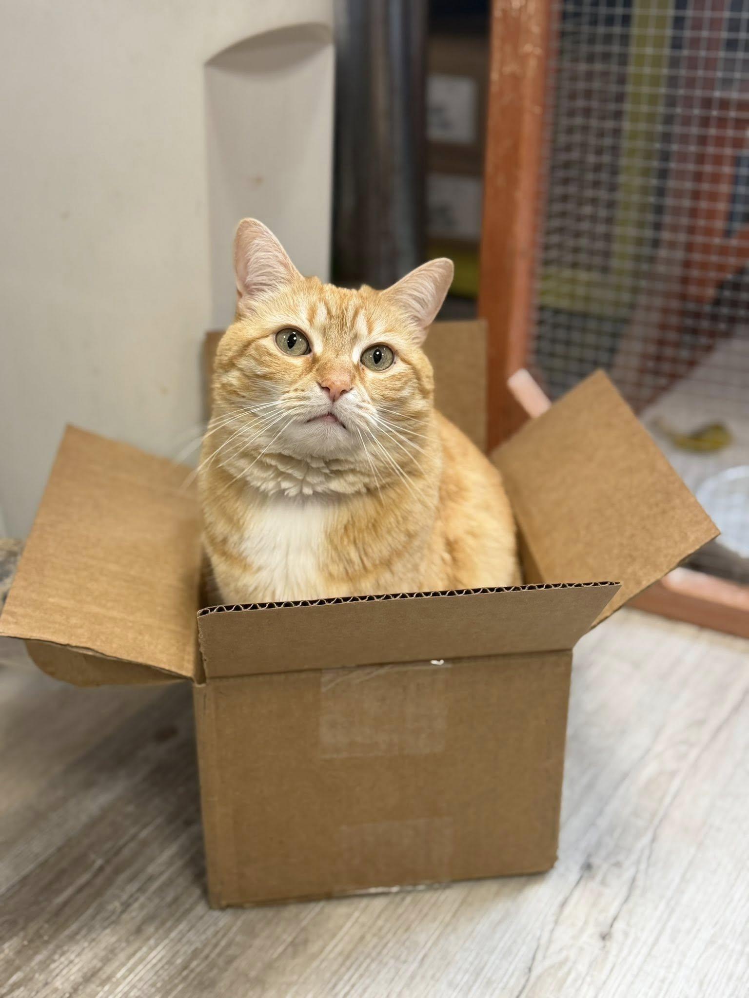 Enlarge Georgia Peach , a ADOPTABLE Domestic Short Hair in Erie, PA image 4/4