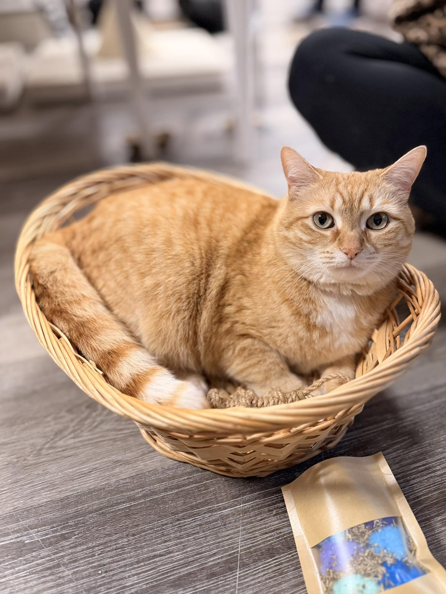 Georgia Peach , ADOPTABLE, Senior Female Domestic Short Hair.