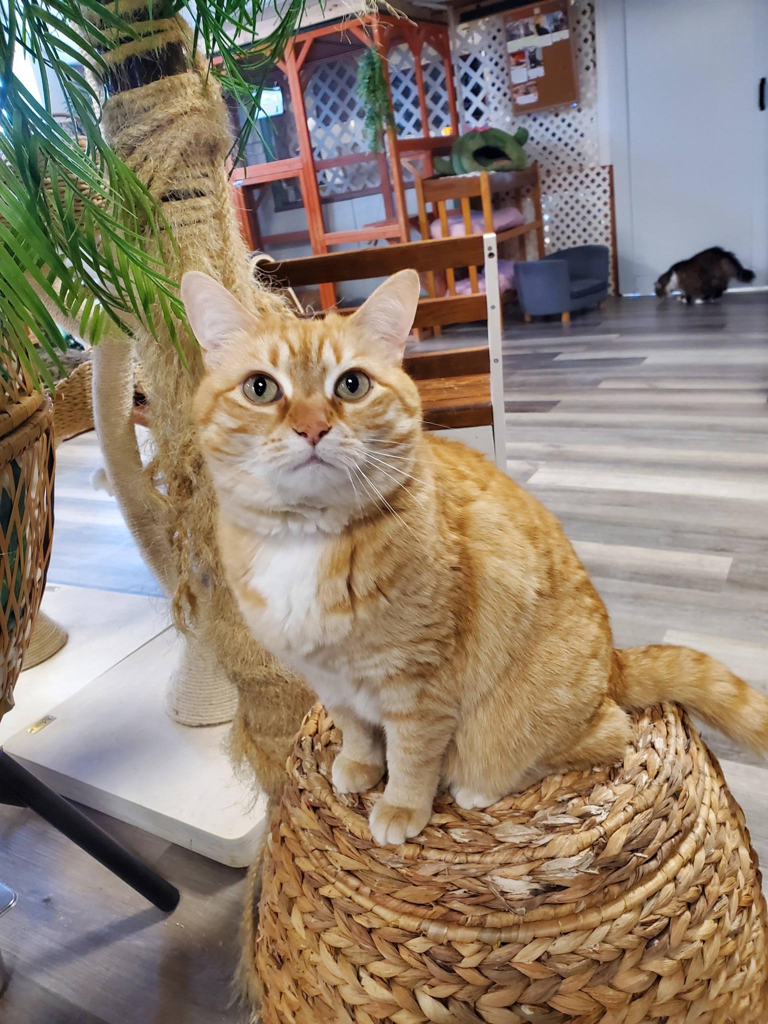 Enlarge Georgia Peach , a ADOPTABLE Domestic Short Hair in Erie, PA image 3/4