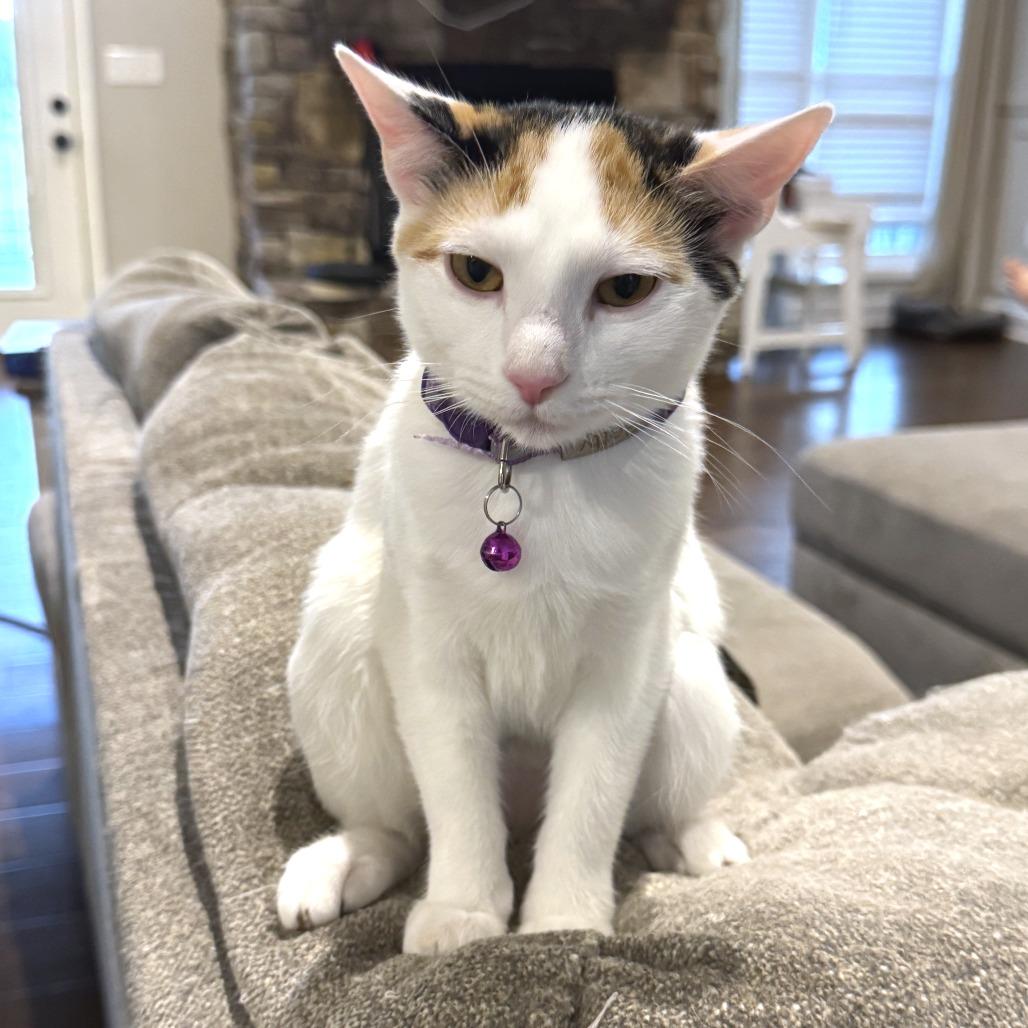 Enlarge Betty, a Adoptable Domestic Short Hair in Huntsville, AL image 1/3