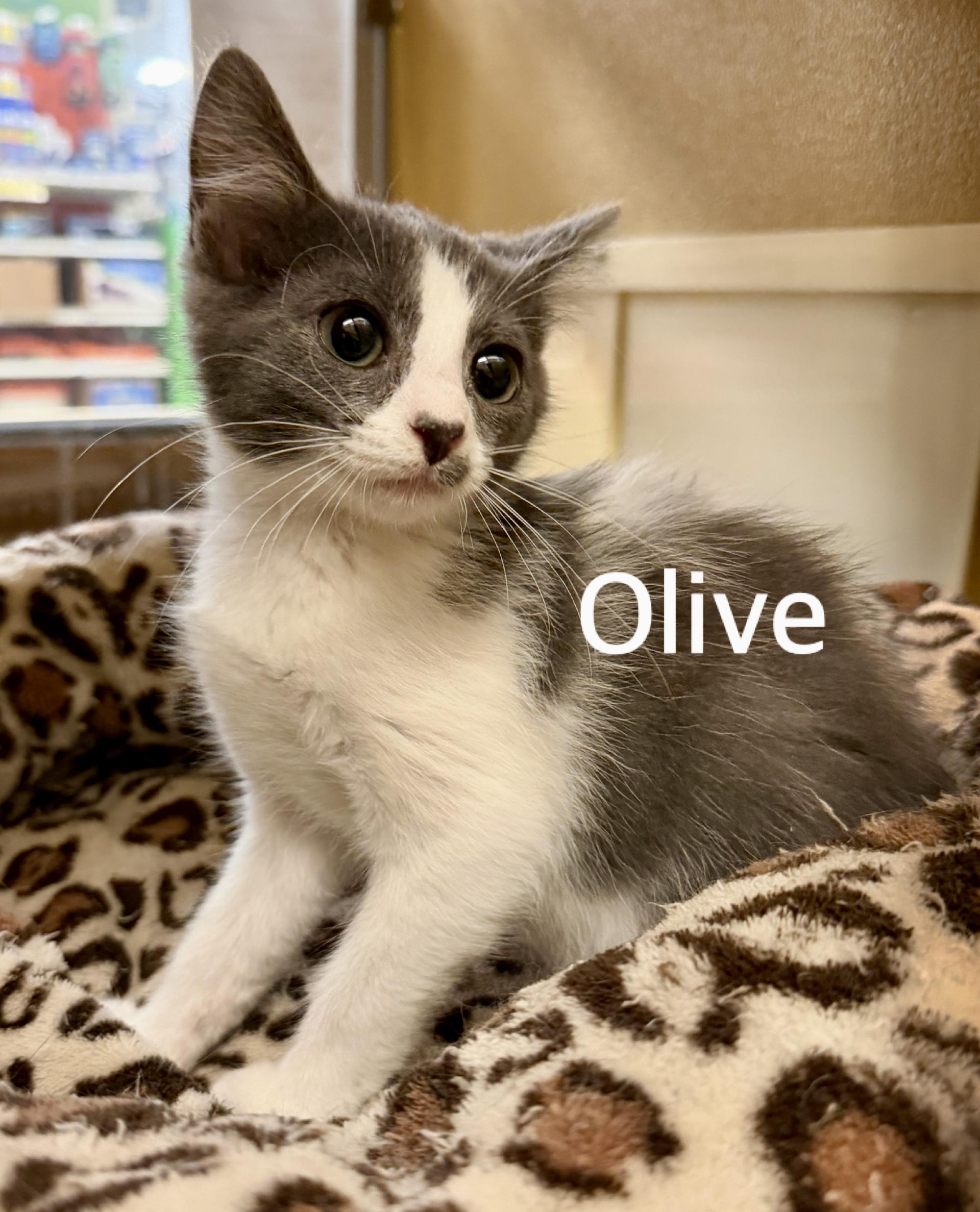 Enlarge Olive, a ADOPTABLE Domestic Short Hair in Owasso, OK image 1/2