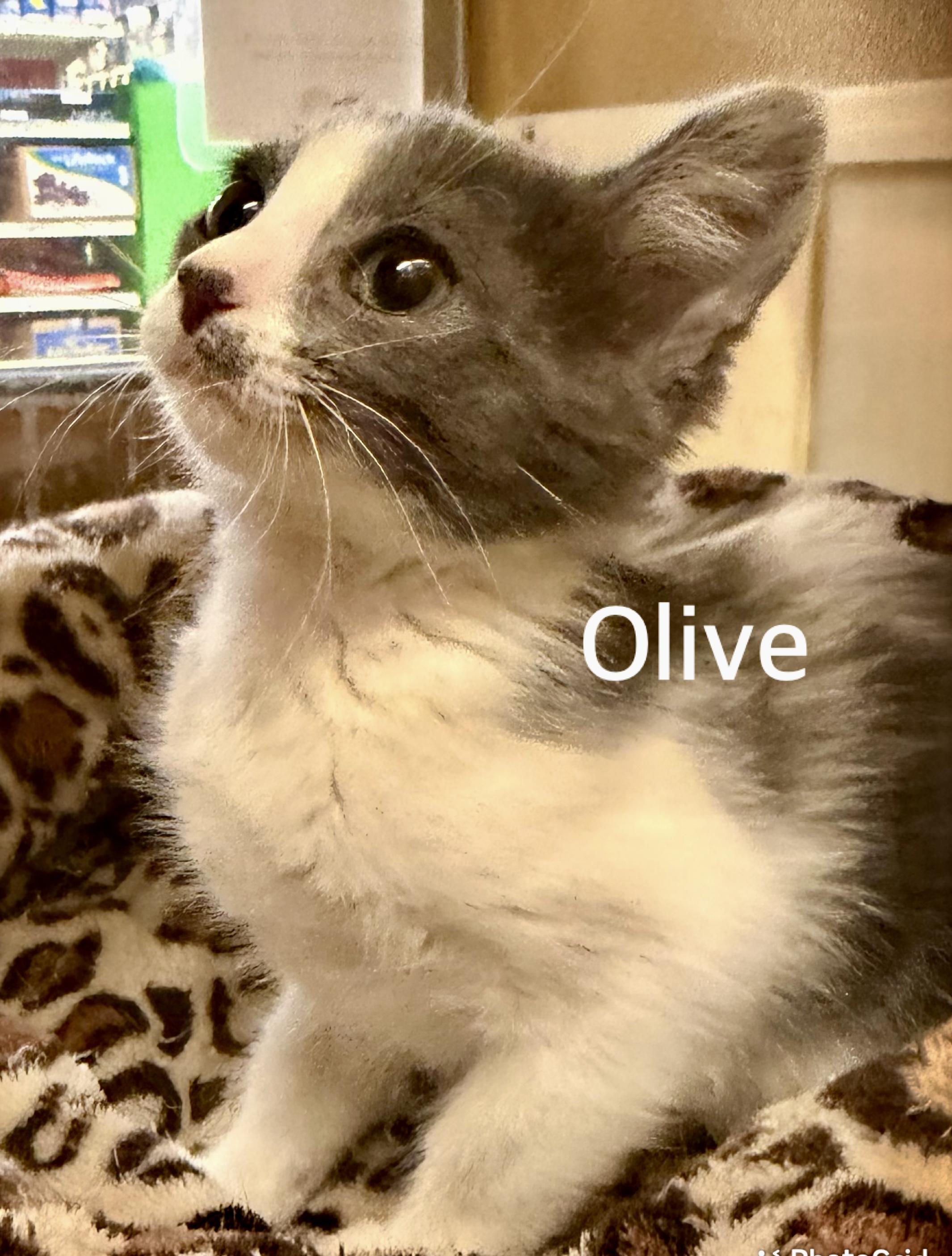 Enlarge Olive, a ADOPTABLE Domestic Short Hair in Owasso, OK image 2/2
