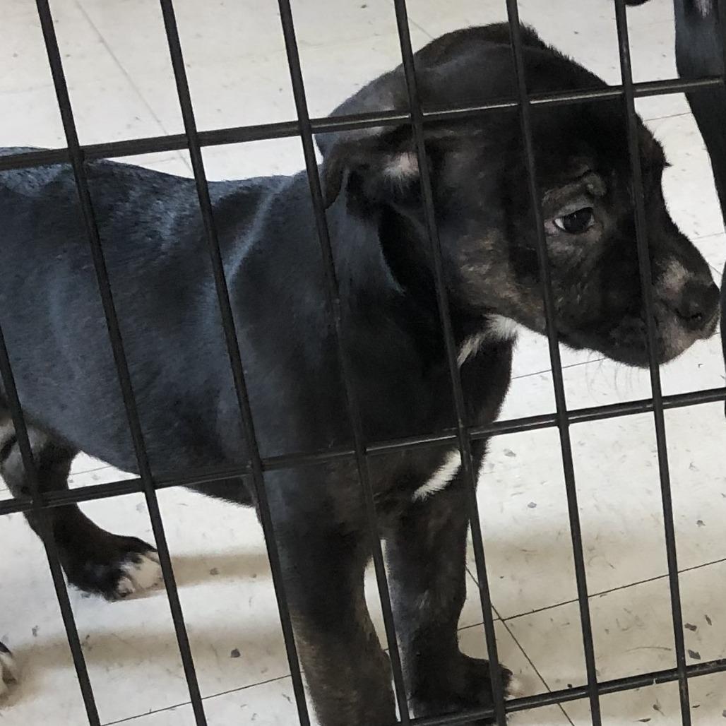 (COD) Debbie, Adoptable, Puppy Female Pit Bull Terrier.