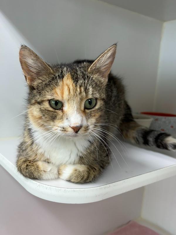 Enlarge Minnie, a Adoptable Domestic Short Hair in Rochester, IN image 1/1