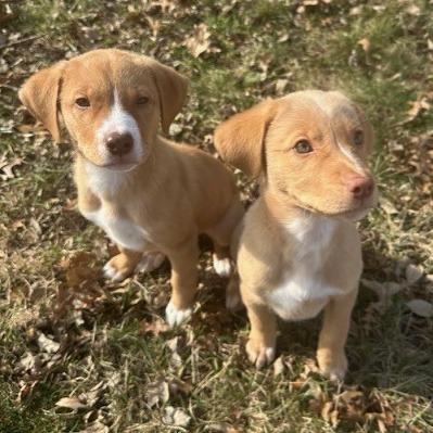 Petey, Adoptable, Puppy Male Pit Bull Terrier & Great Pyrenees.