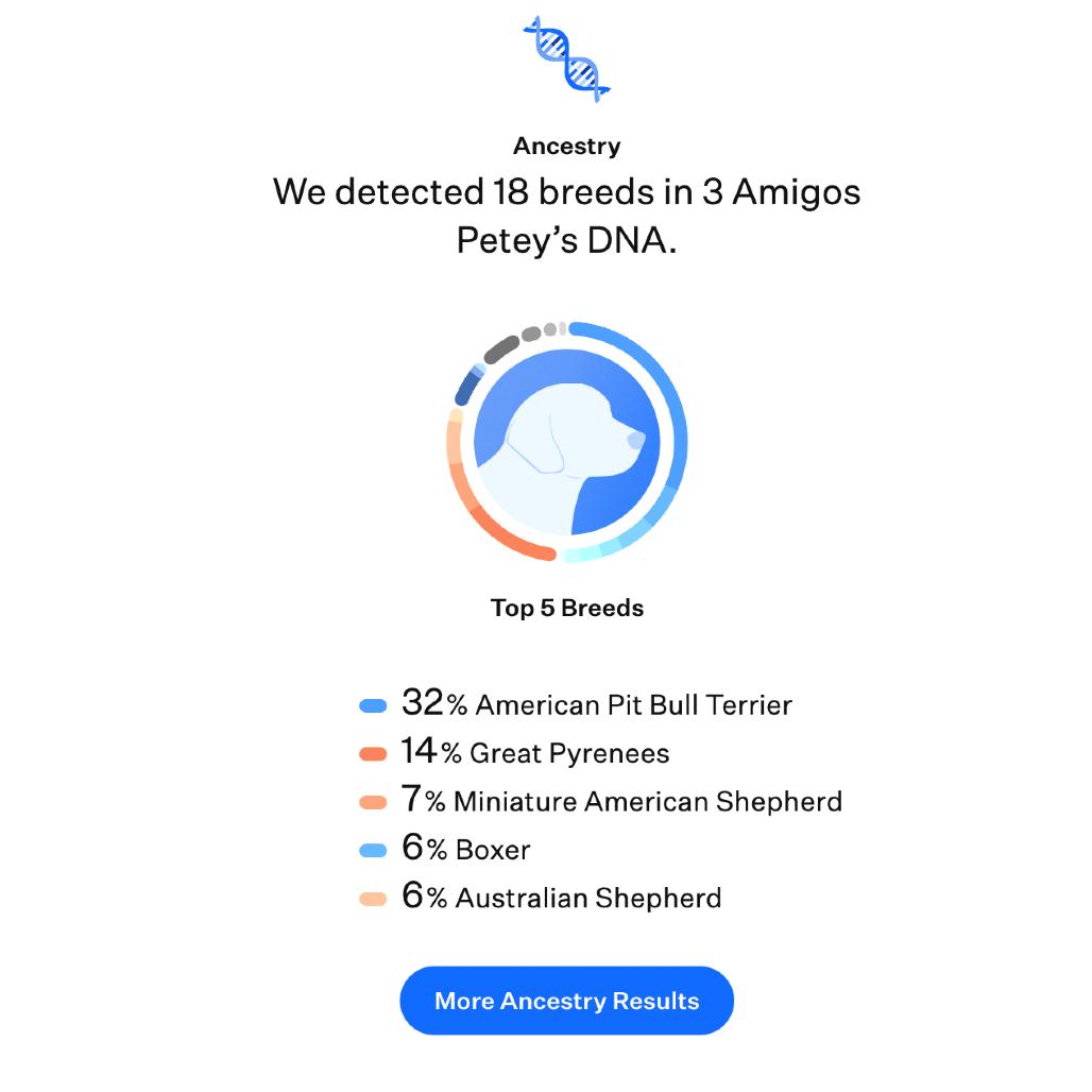 Petey, a Adoptable mixed breed in Kansas City, MO image 2/6