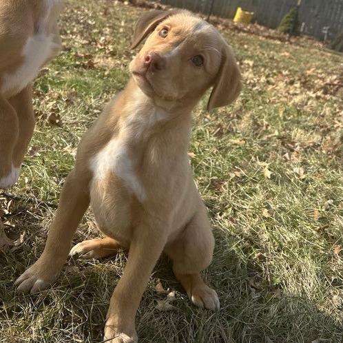 Petey, a Adoptable mixed breed in Kansas City, MO image 3/6