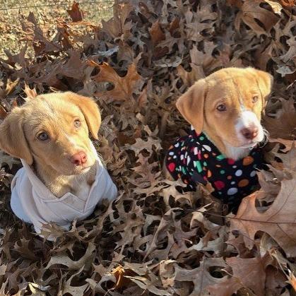 Petey, a Adoptable mixed breed in Kansas City, MO image 4/6