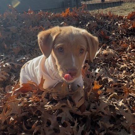 Petey, a Adoptable mixed breed in Kansas City, MO image 5/6