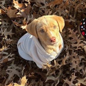 Petey, a Adoptable mixed breed in Kansas City, MO image 6/6