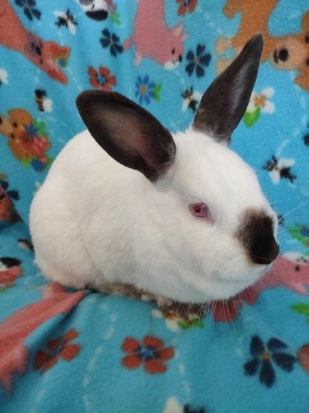 Lainey, a Adoptable Californian in Folsom, CA image 1/3