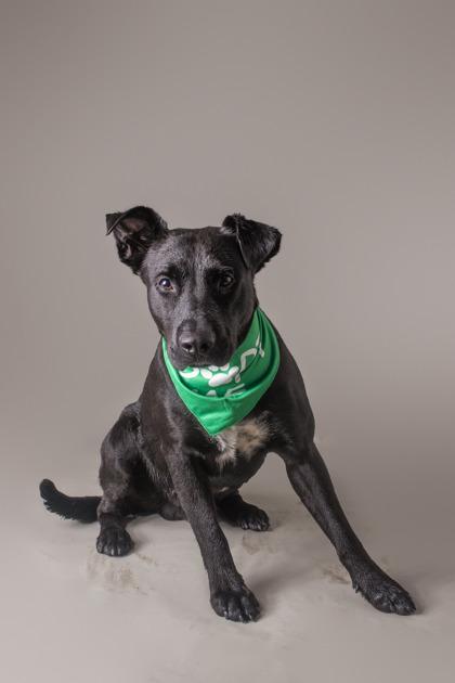 Enlarge Xolo - Name Your Own Adoption Fee, a Adoptable mixed breed in Jefferson, WI image 3/4