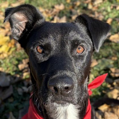 Xolo - Name Your Own Adoption Fee, Adoptable, Adult Male Labrador Retriever.