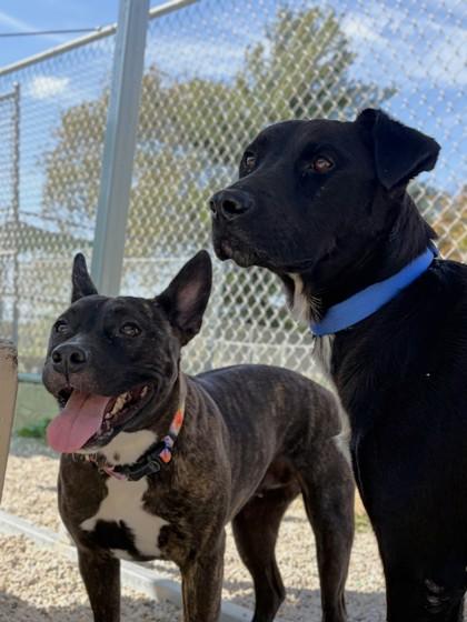 Enlarge Xolo - Name Your Own Adoption Fee, a Adoptable mixed breed in Jefferson, WI image 4/4