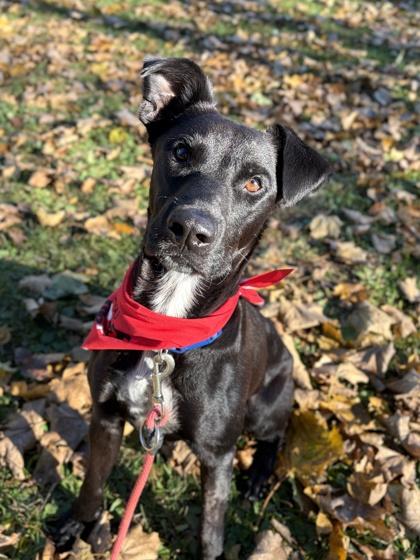 Enlarge Xolo - Name Your Own Adoption Fee, a Adoptable mixed breed in Jefferson, WI image 2/4