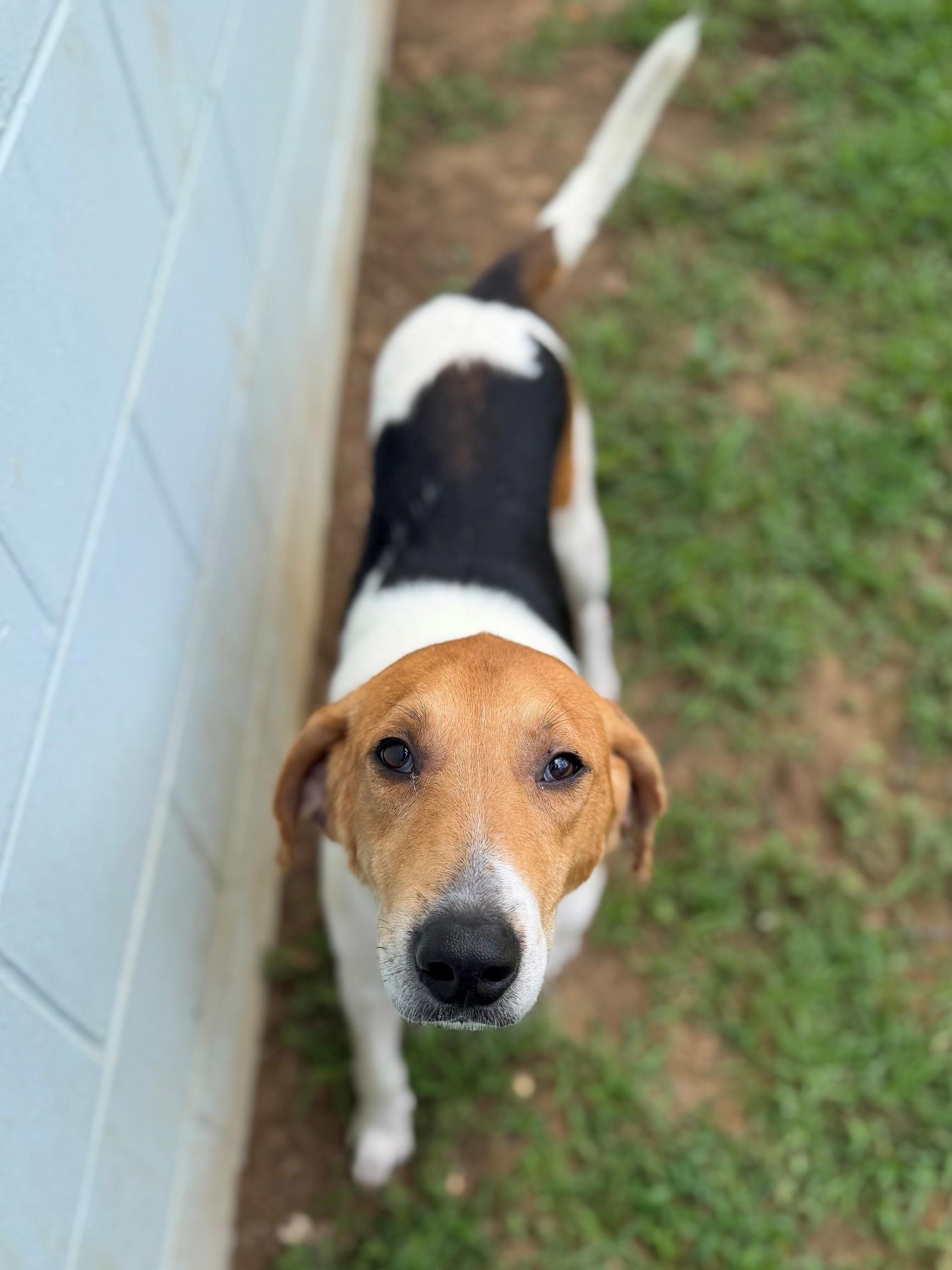 Dallas, ADOPTABLE, Adult Male Hound.