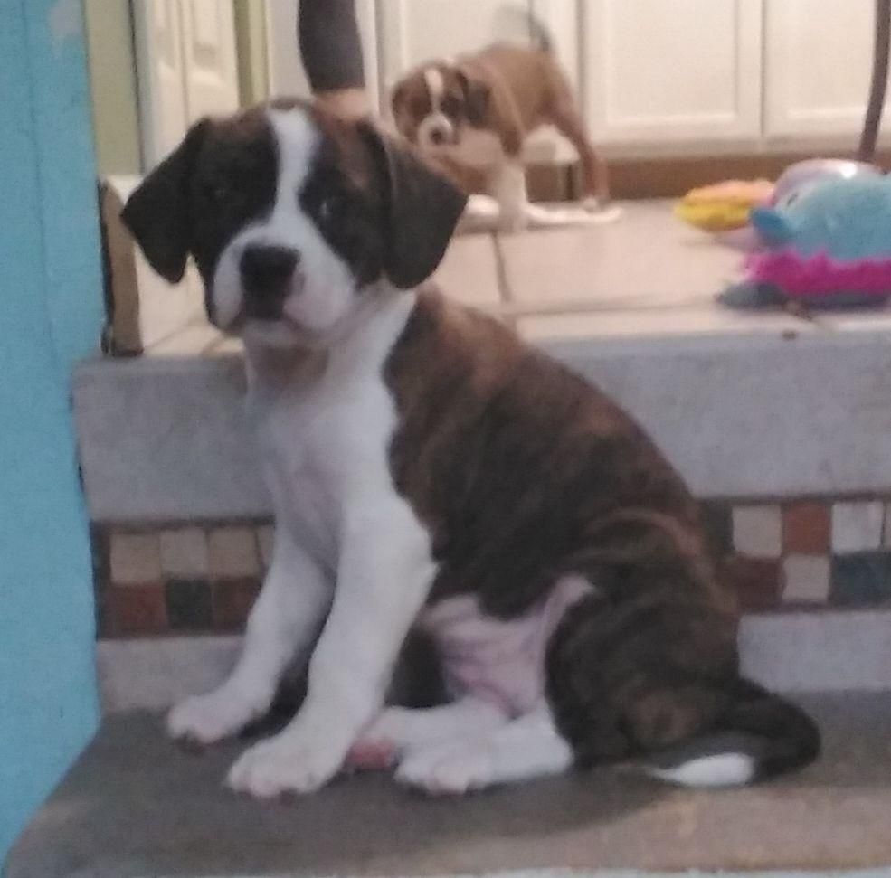Lily, Adopted, Puppy Female Boston Terrier & Cavalier King Charles Spaniel.