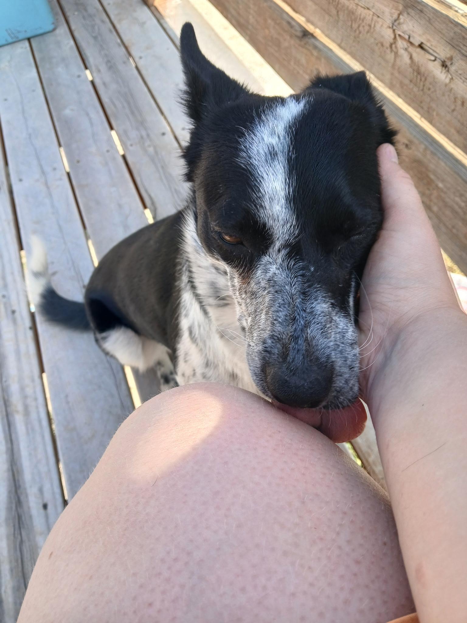 Roxy, Adoptable, Young Female Australian Cattle Dog / Blue Heeler & Mixed Breed.