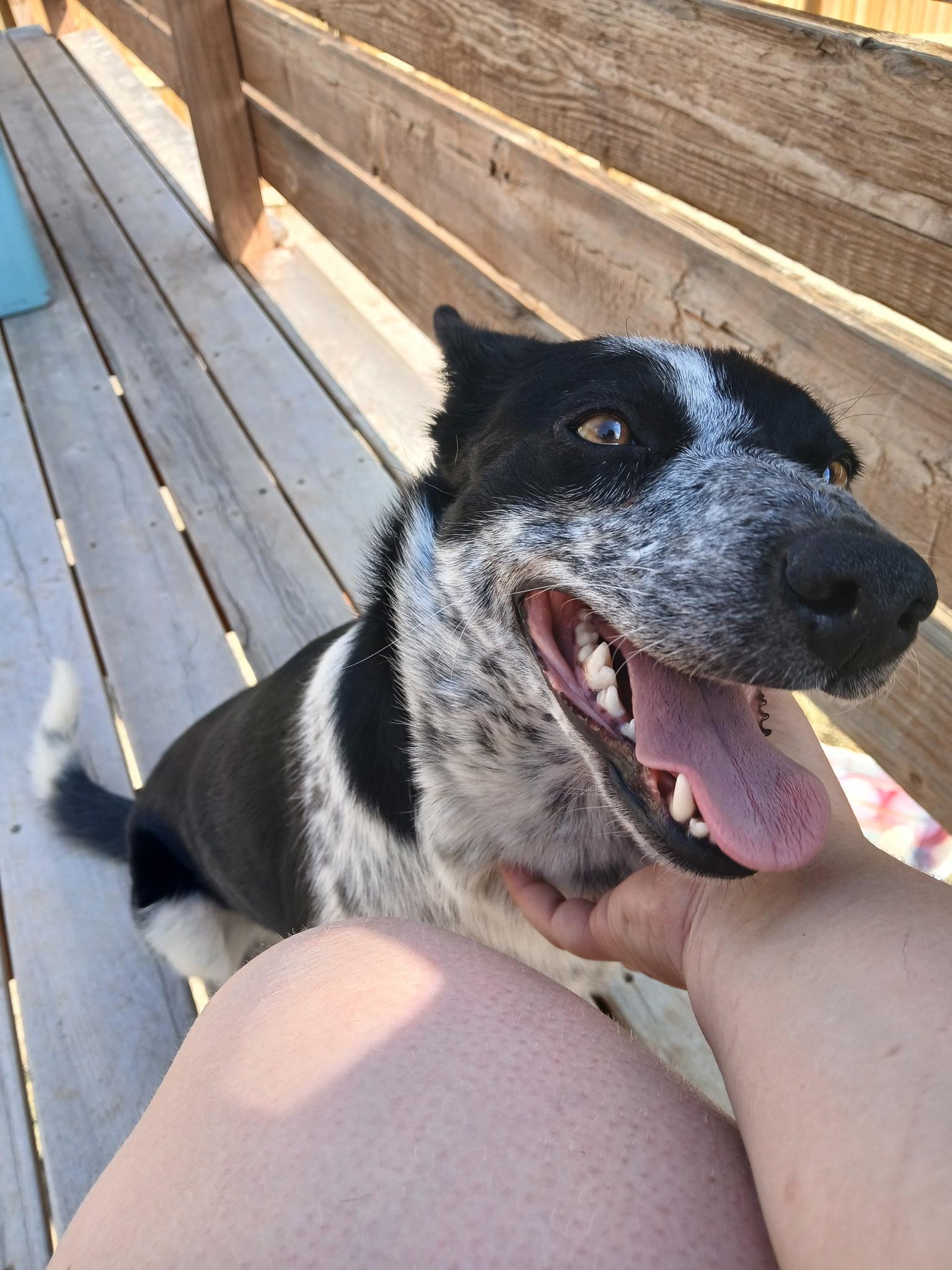 Enlarge Roxy, a Adoptable mixed breed in Riverton, WY image 2/4