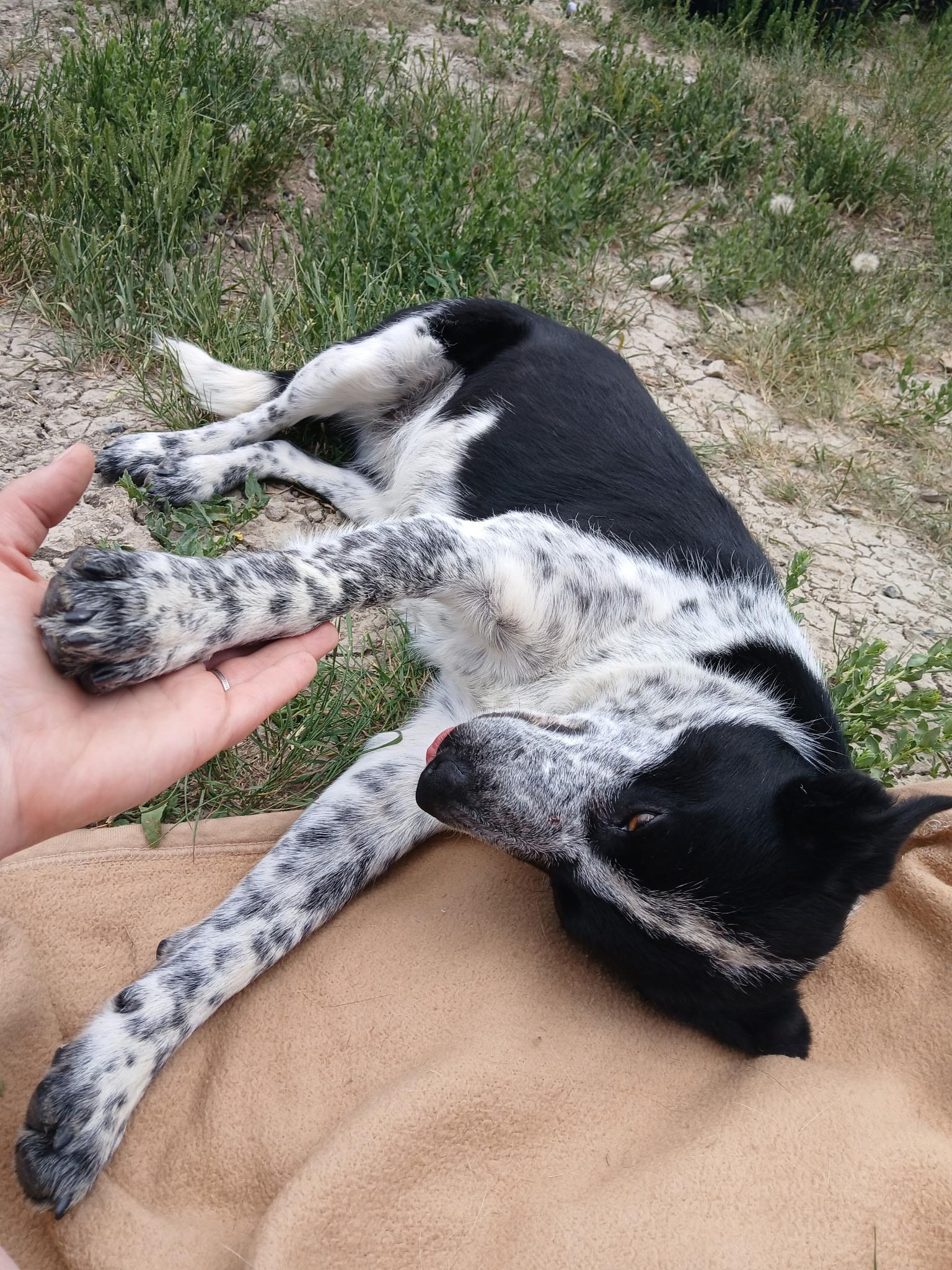 Enlarge Roxy, a Adoptable mixed breed in Riverton, WY image 4/4