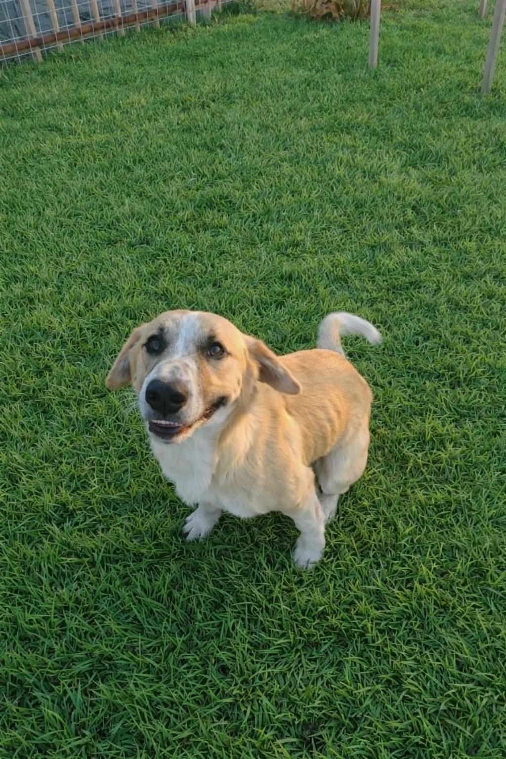 Koda — thumbnail 3