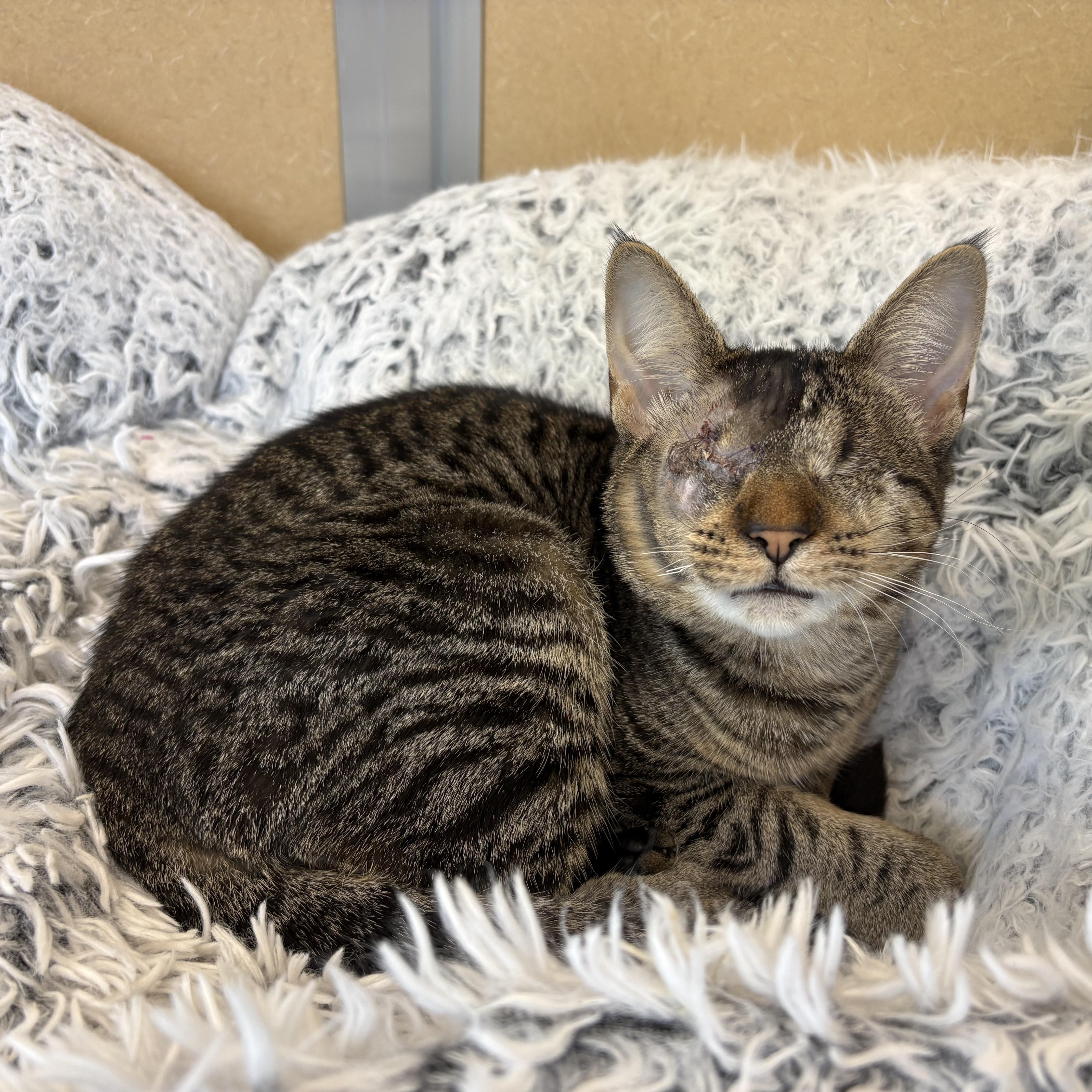 Enlarge Christopher & Willow Croissant, a Adopted Domestic Short Hair in Eatontown, NJ image 3/6